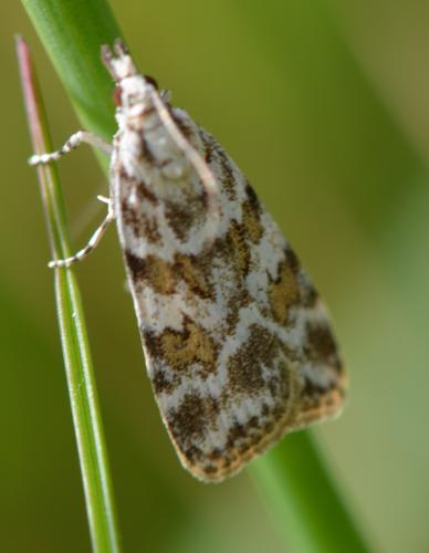 Réf. 302 773 : Scoparia pyralella